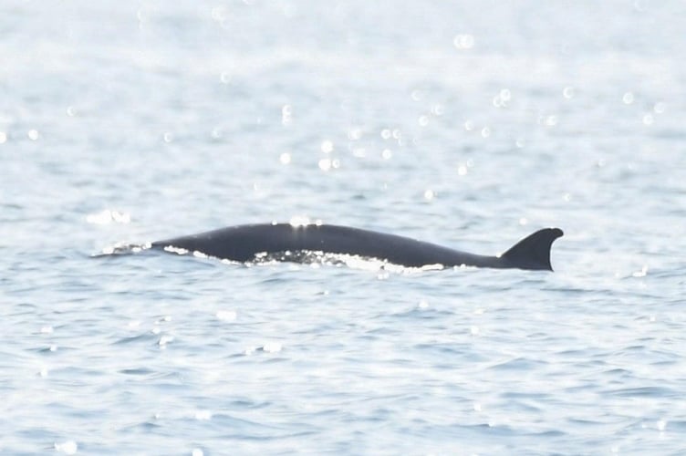 Sowerby's whale