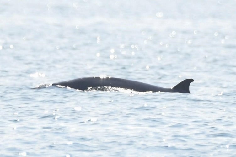 Sowerby's whale