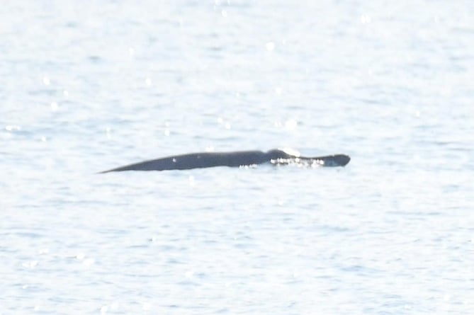 Sowerby's whale