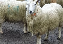 Tackling common livestock infection focus of new Aber Uni study