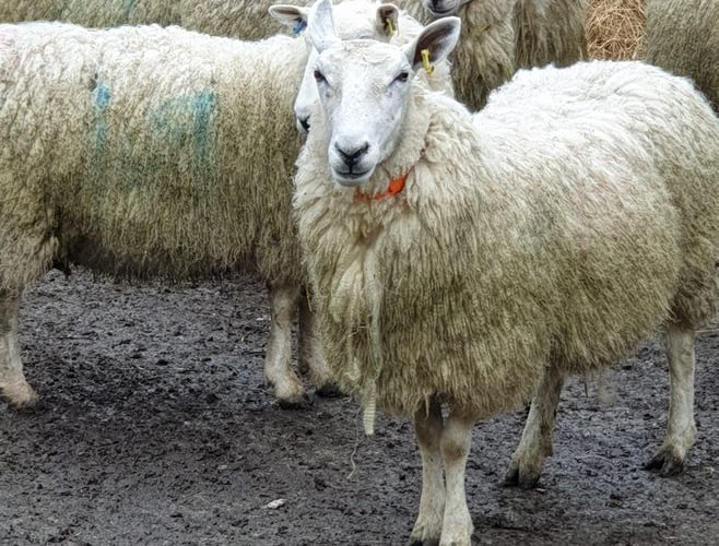 Sheep on one of Aberystwyth University's farms
