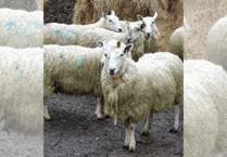University study to battle livestock infection