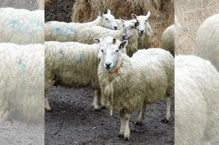 Aberystwyth university sheep