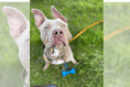 Calls for more to be done to tackle dangerous dogs in Wales