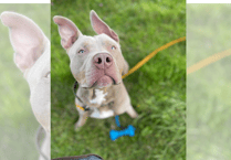 Welsh Government welcomes American Bully XL ban