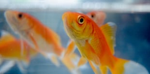Councillors expected to back ban on live animal prizes