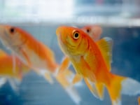 Councillors expected to back ban on live animal prizes