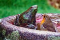 Wildlife and the water: Your fantastic photos of local life and landscape