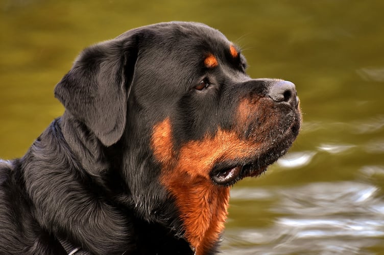 Rottweiler