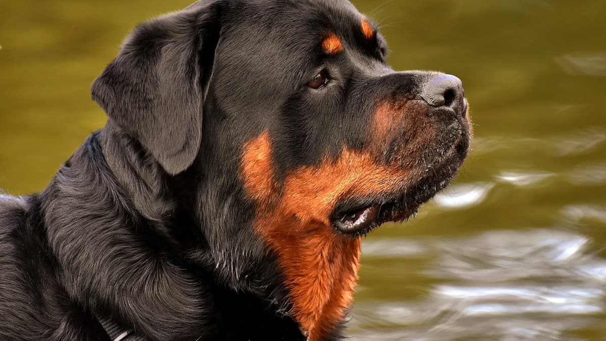 Woman fined after Rottweiler was 'out of control' | cambrian-news.co.uk