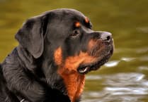 Woman fined after Rottweiler was 'out of control'