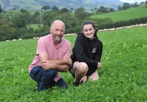 How red clover is helping a Dyfi Valley farm thrive