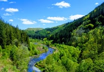 More than six hectares of forest to be felled at Hafod Estate