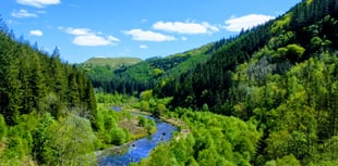 More than six hectares of forest to be felled at Hafod Estate