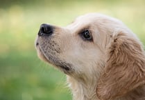 Illegal dog breeder ordered to pay £100,000 or face jail 