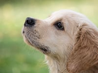 Illegal dog breeder ordered to pay £100,000 or face jail 