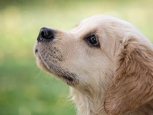 Illegal dog breeder ordered to pay £100,000 or face jail 