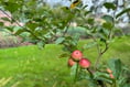Llanerchaeron claims name of rare apple found growing on estate