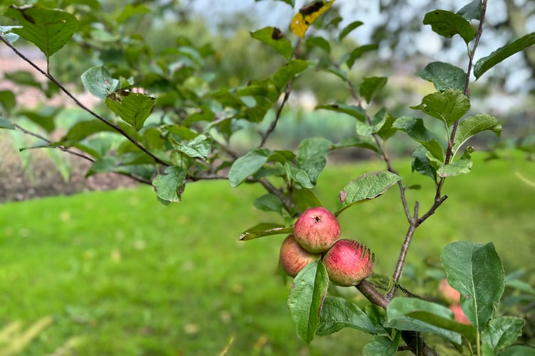 Llanerchaeron peach