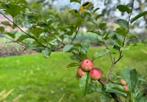 Llanerchaeron claims name of rare apple found growing on estate