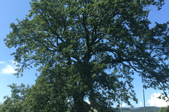 Machynlleth oak tree