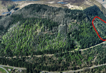 Diseased trees due to be felled