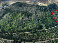 Diseased trees due to be felled