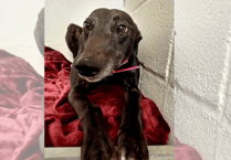 Appeal to keep rescue dogs warm this winter