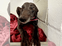 Appeal to keep rescue dogs warm this winter