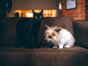 RSPCA urges public to ‘Help Quieten the Noise’ this fireworks season