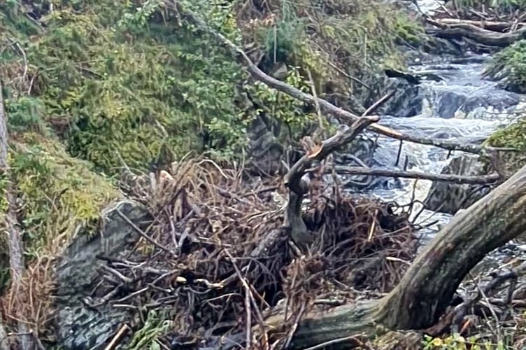 Hafod Estate forestry work