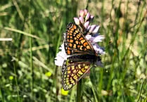 Ceredigion survey reveals hope for future of rare butterfly