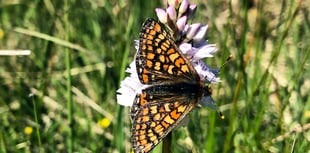 Ceredigion survey reveals hope for future of rare butterfly