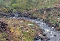 NRW moves to allay concerns over tree felling at Hafod Estate