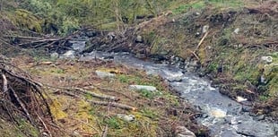 NRW moves to allay concerns over tree felling at Hafod Estate