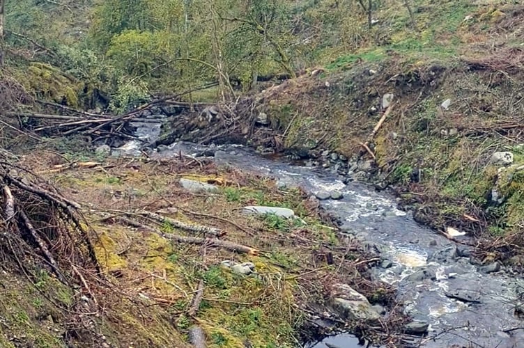 Hafod Estate forestry work