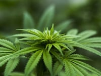 Pencader man grew cannabis at home