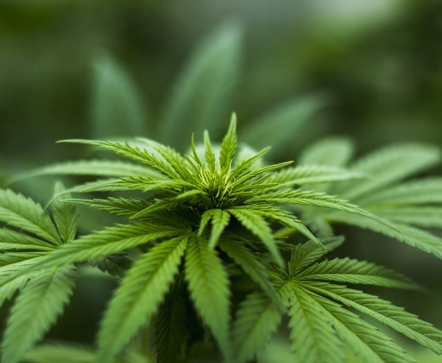 Pencader man grew cannabis at home