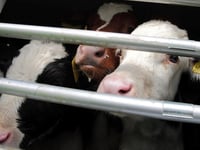 FUW voices concern but RSPCA backs ban on live exports