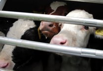 FUW voices concern but RSPCA backs ban on live exports