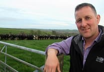Business bootcamp in Ceredigion to focus on dairy farming