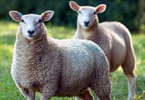 Agriculture industry comes together for new sheep welfare strategy