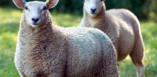 Agriculture industry comes together for new sheep welfare strategy