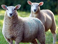 Agriculture industry comes together for new sheep welfare strategy