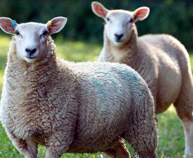 Agriculture industry comes together for new sheep welfare strategy