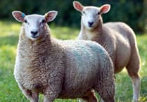 Guilty plea after four dogs worried sheep in Ceredigion