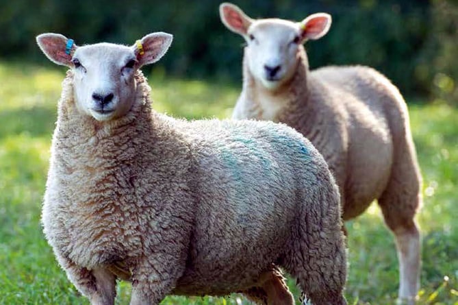UK Sheep Welfare Strategy