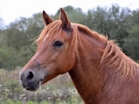 Horse suffering trial date set