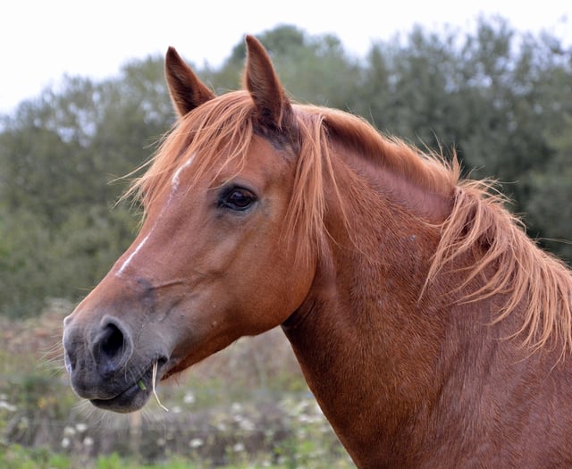 Horse suffering trial date set
