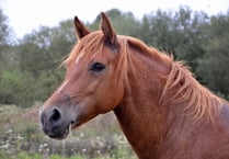 Horse suffering trial date set